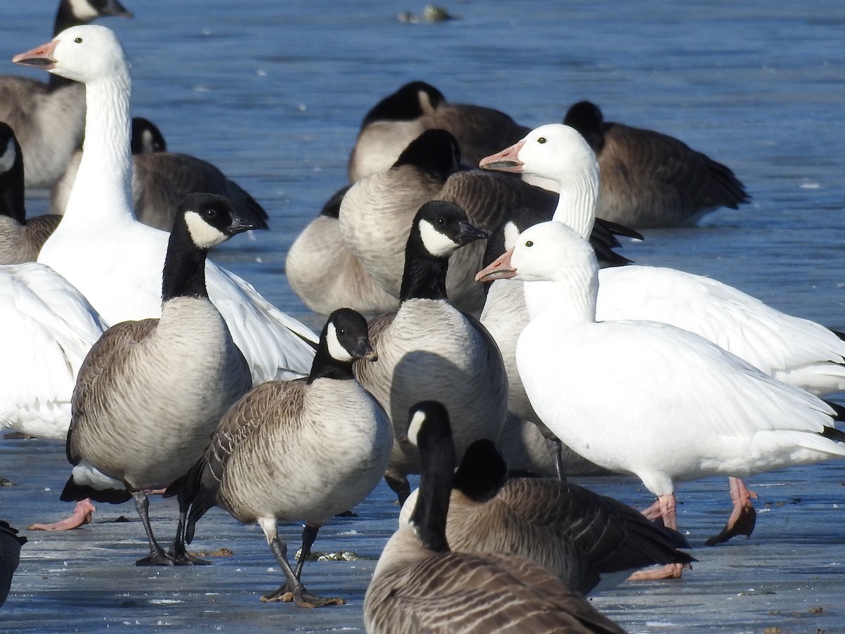 Snow Goose - ML614676694