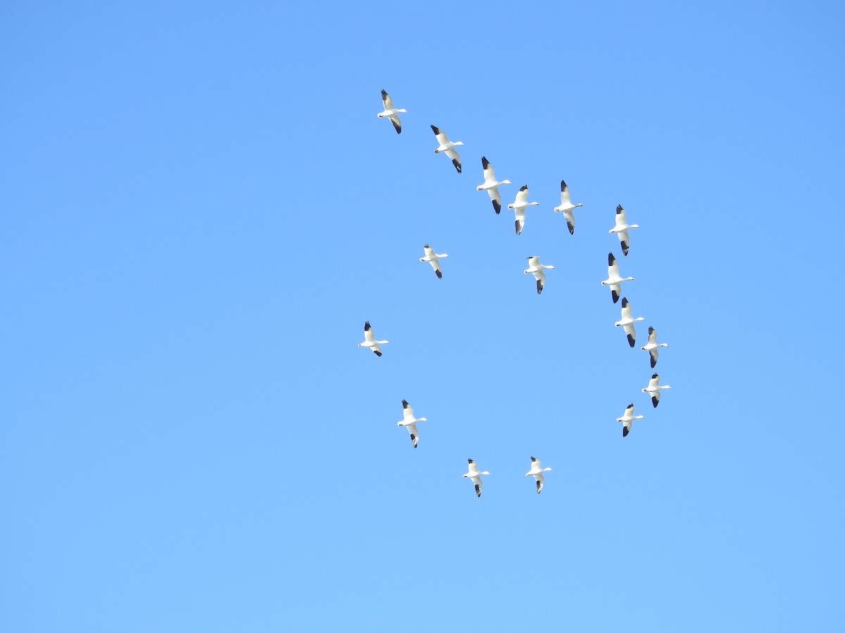 Snow Goose - ML614676695