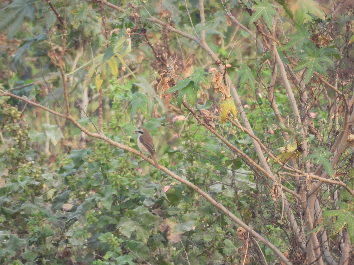 Brown Shrike - Naveen Kumar S