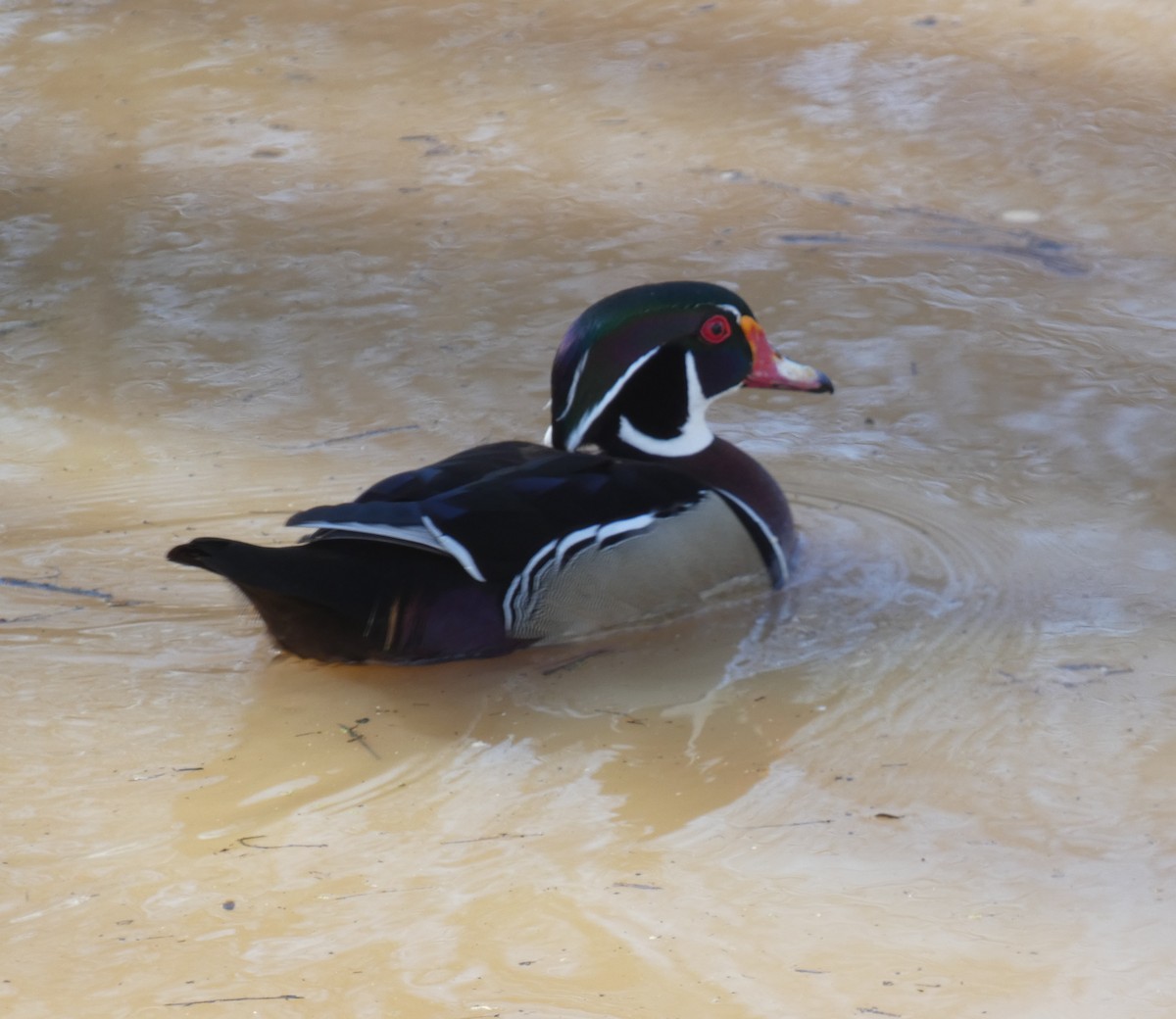 Wood Duck - ML614676809