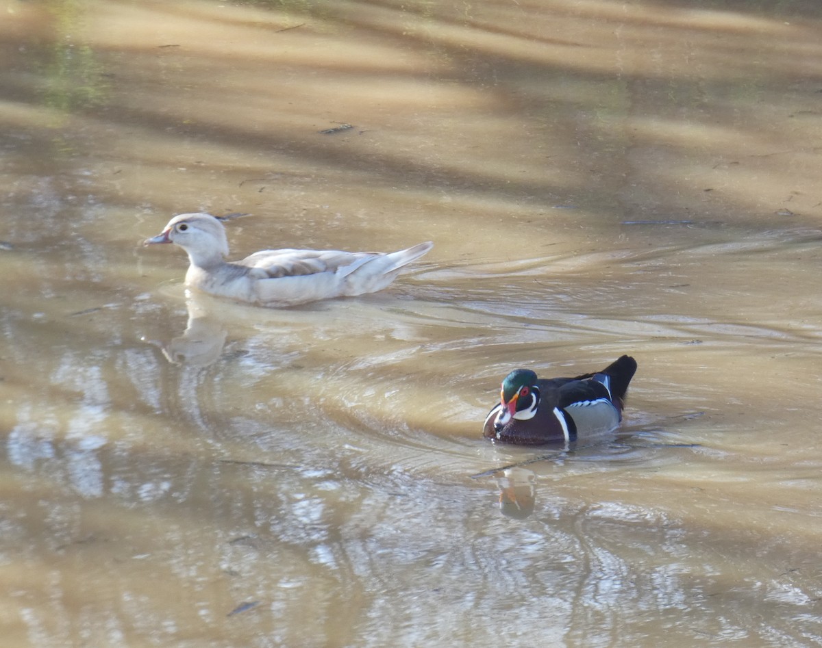Wood Duck - ML614676823