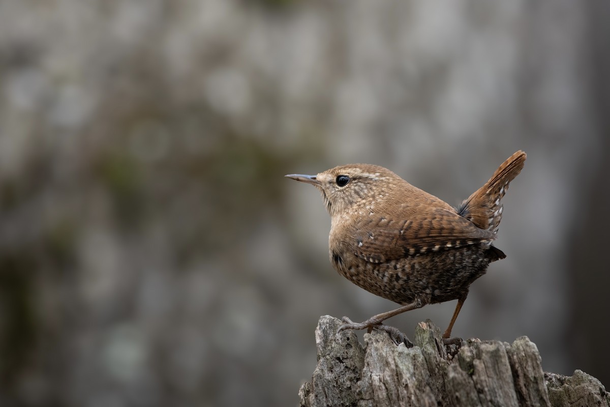 Winter Wren - ML614676852