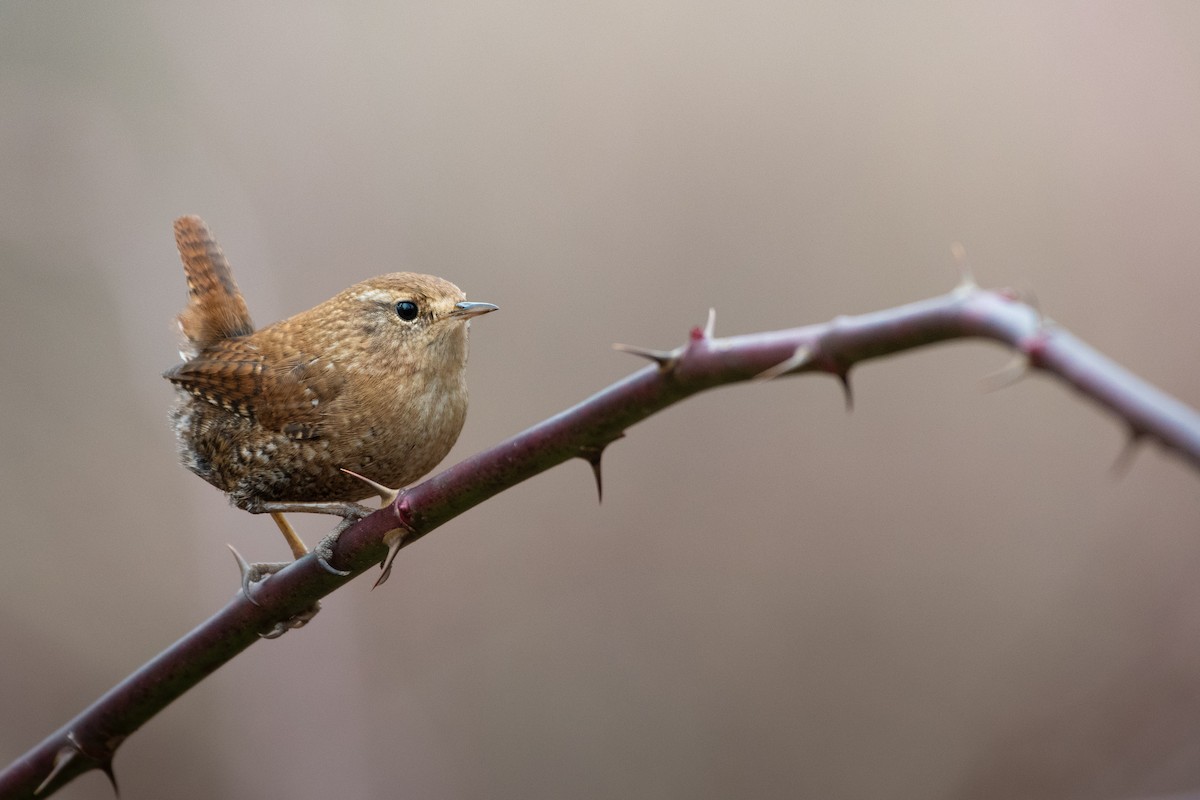 Winter Wren - ML614676854