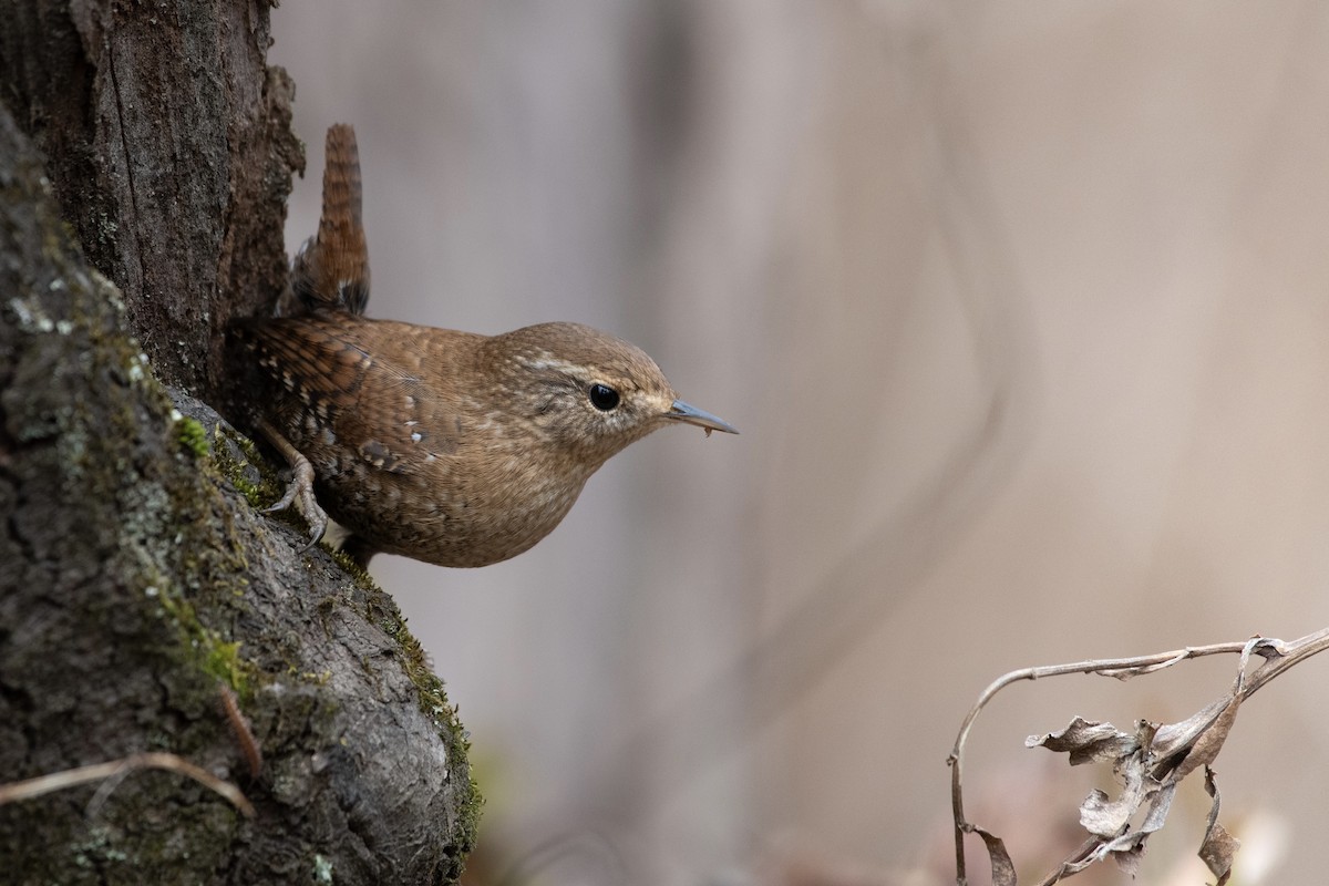 Winter Wren - ML614676856