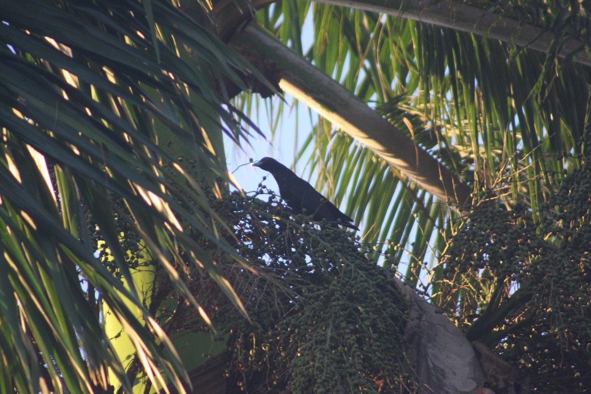 Pacific Koel - Colton Tinkey