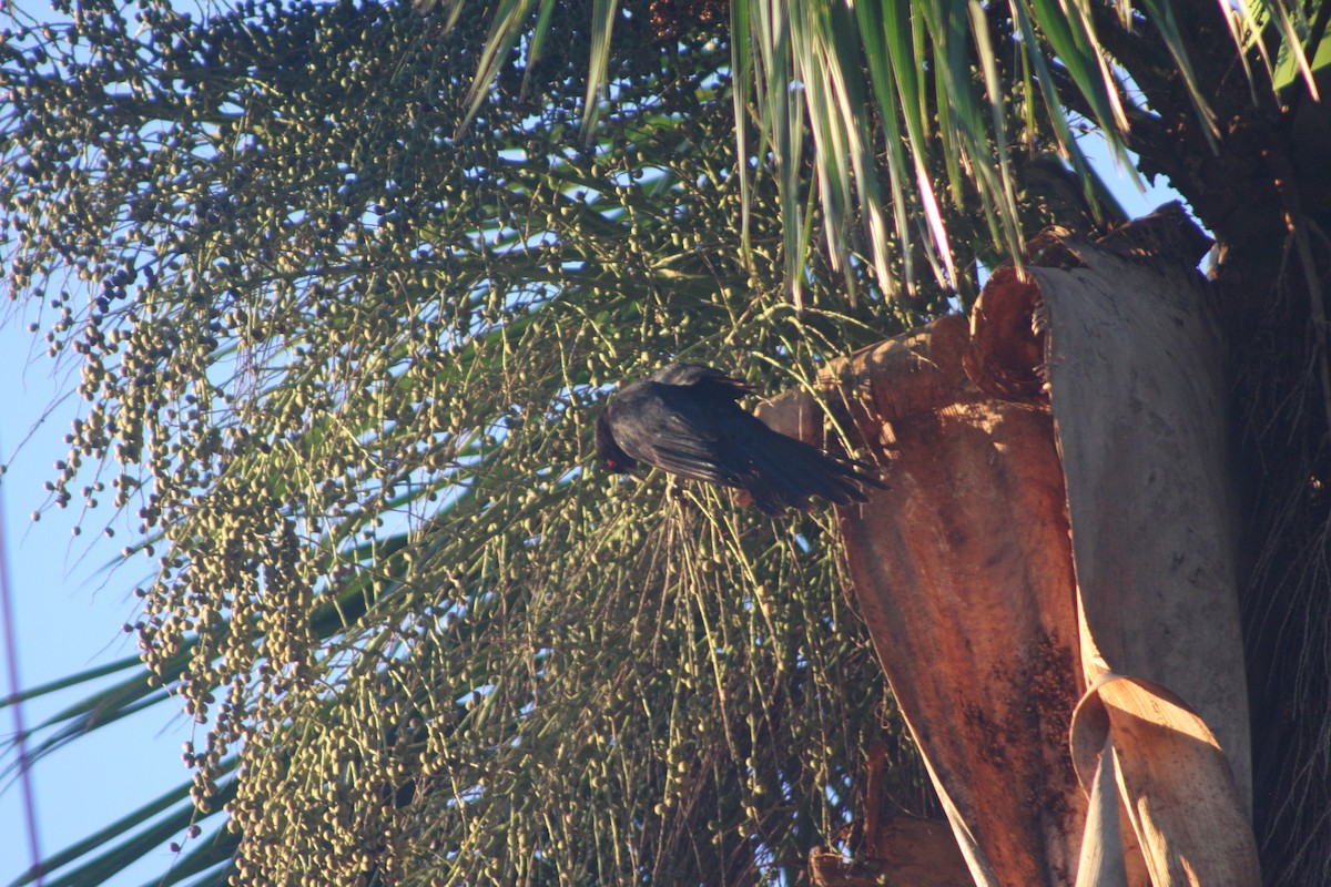 Pacific Koel - Colton Tinkey