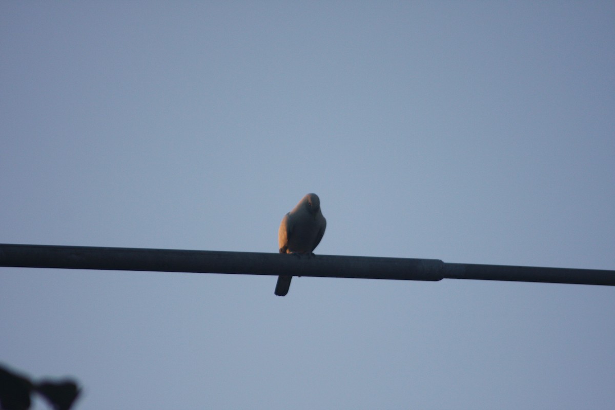 Torresian Imperial-Pigeon - Colton Tinkey