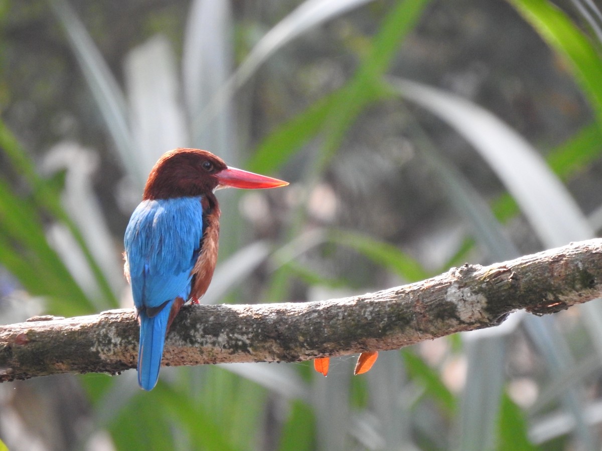 White-throated Kingfisher - ML614677023