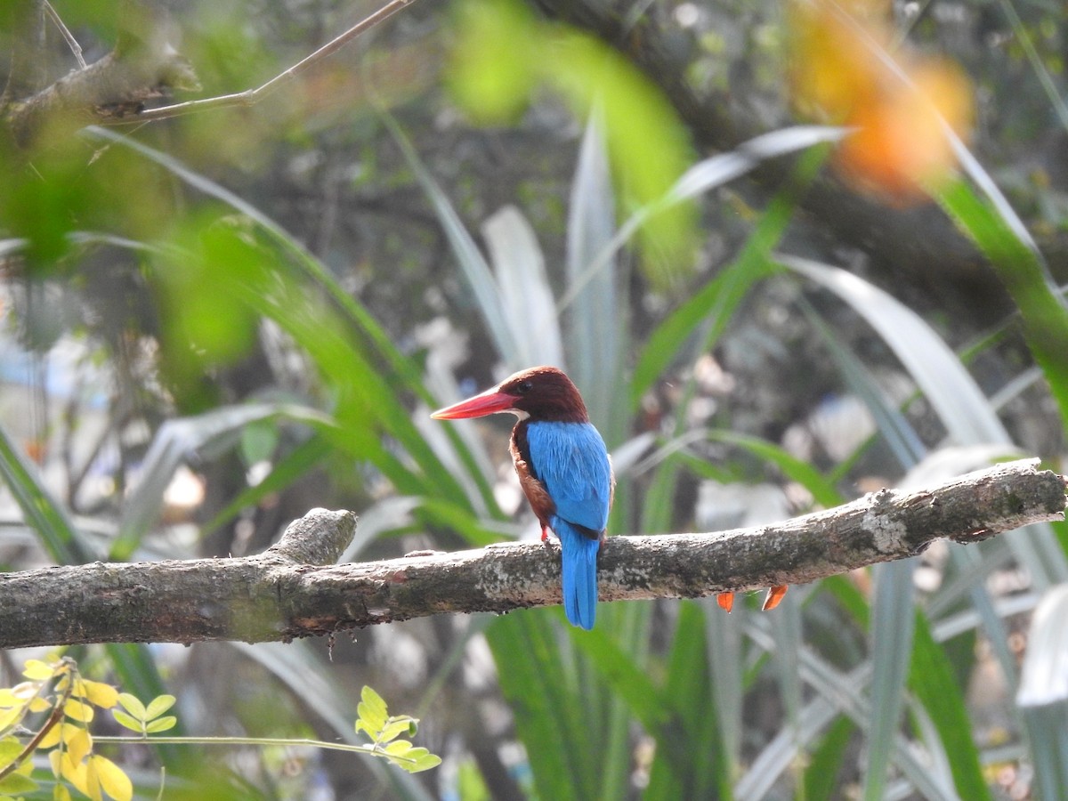 White-throated Kingfisher - ML614677024