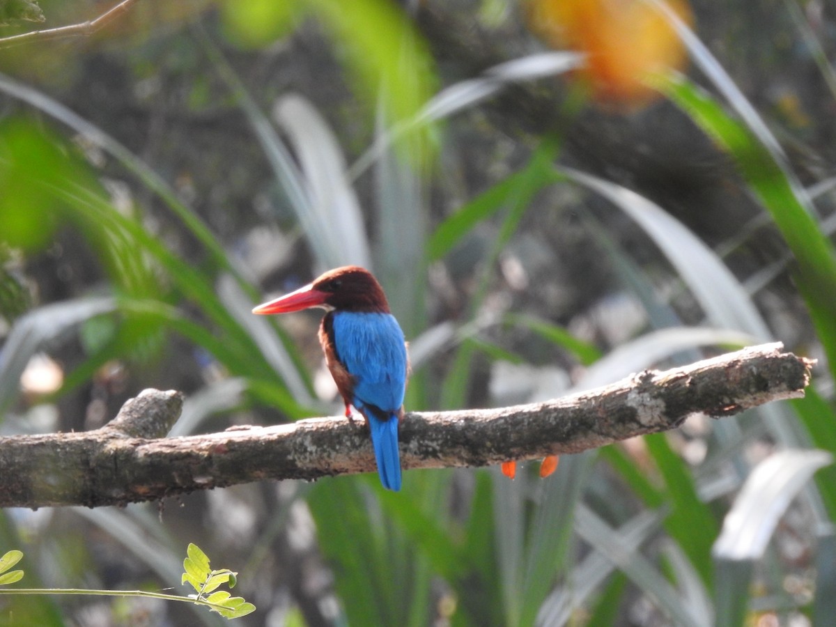 White-throated Kingfisher - ML614677025