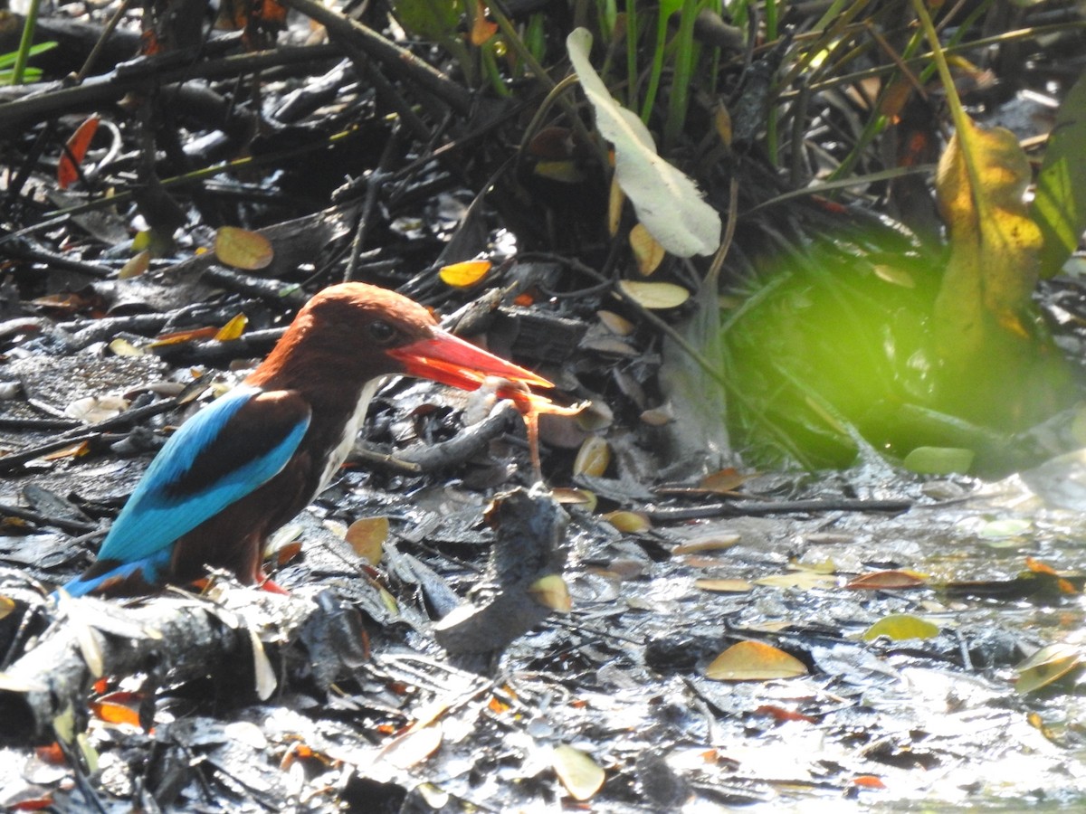 White-throated Kingfisher - ML614677026