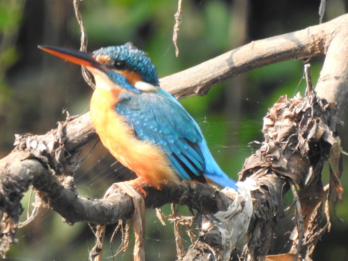 Common Kingfisher - ML614677042