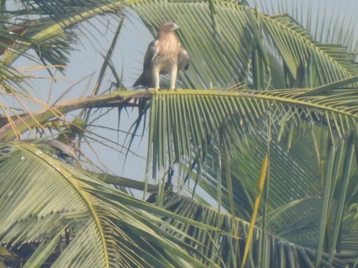 Booted Eagle - ML614677049