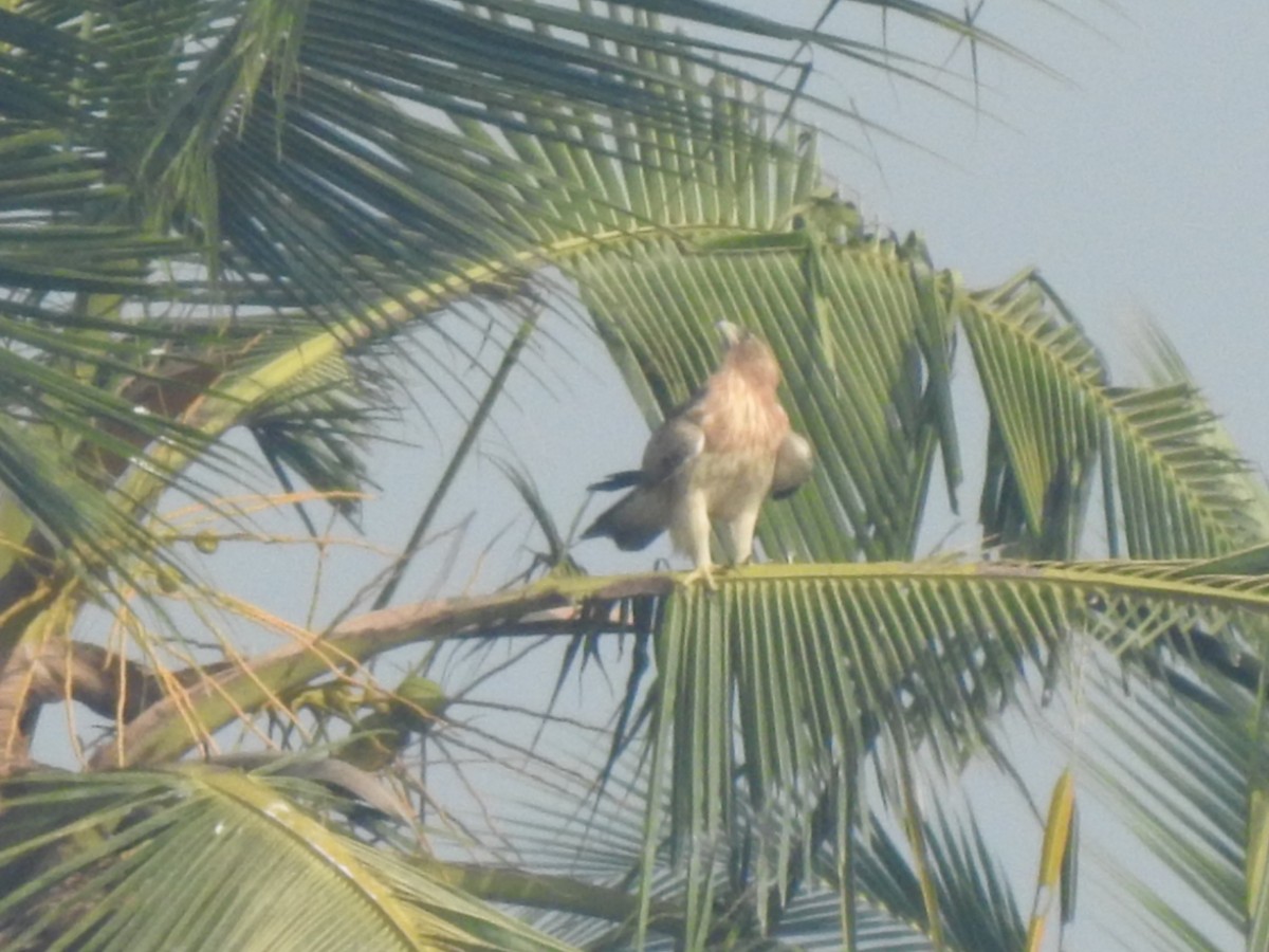 Booted Eagle - Nigin Babu