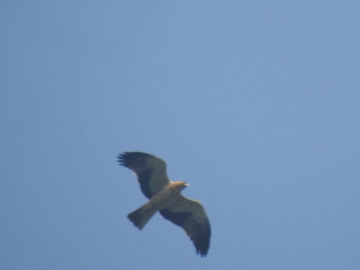 Águila Calzada - ML614677057