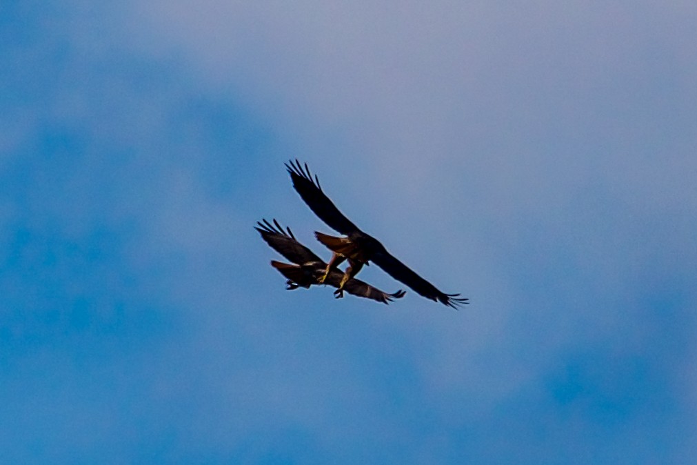 Red-tailed Hawk - ML614677118