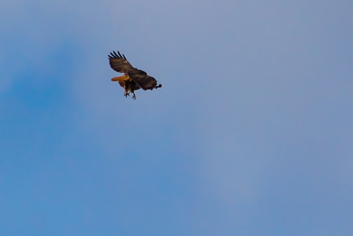 Red-tailed Hawk - ML614677120