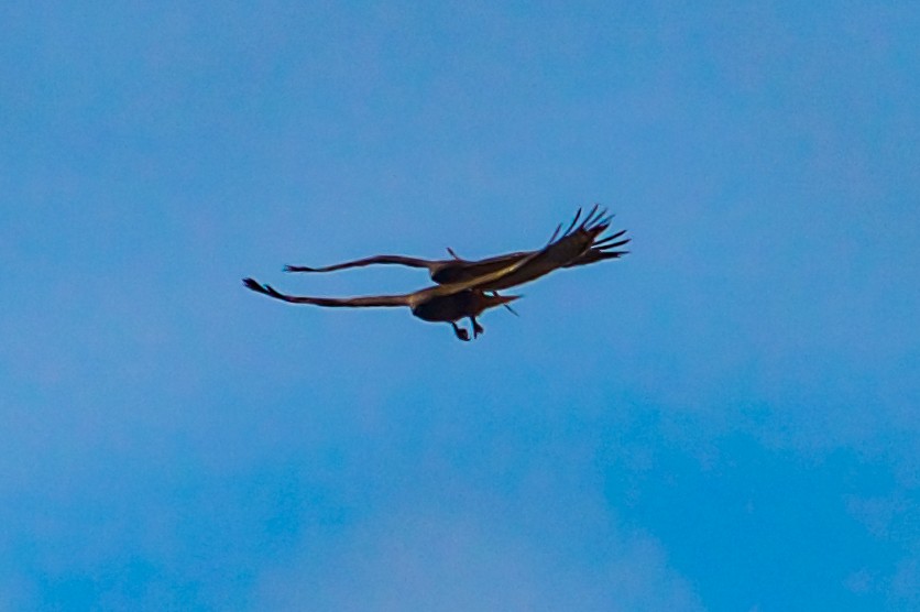 Red-tailed Hawk - ML614677121