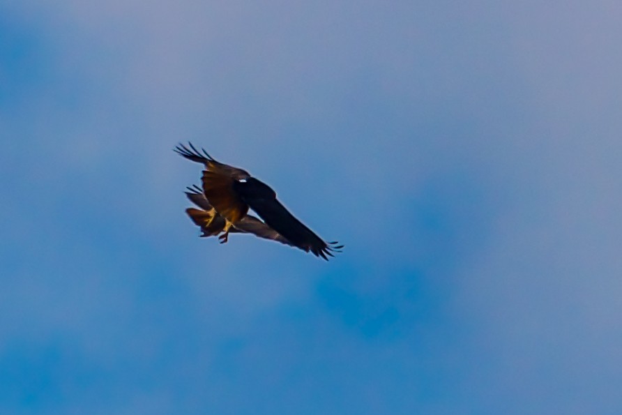 Red-tailed Hawk - ML614677122