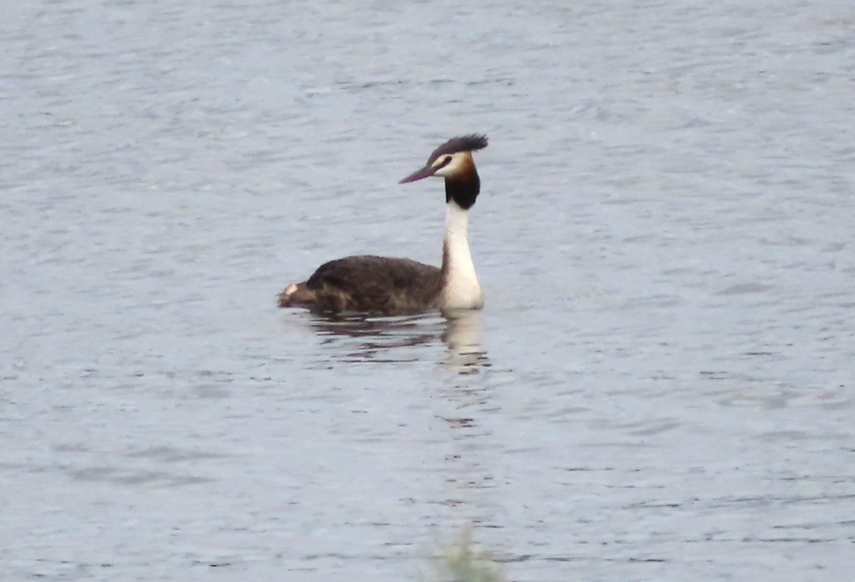 Great Crested Grebe - Paul Dobbie