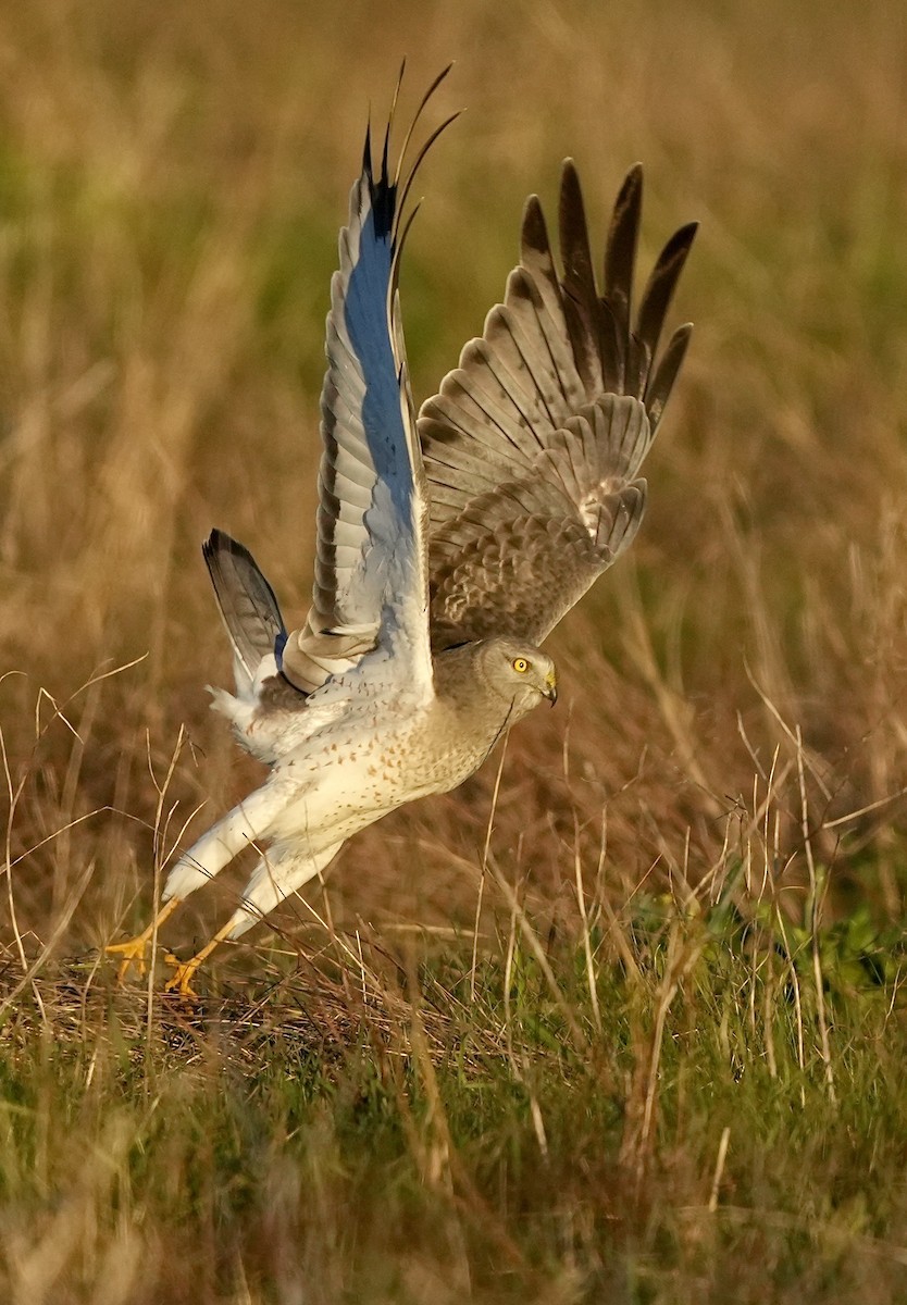 Northern Harrier - Pamela Viale