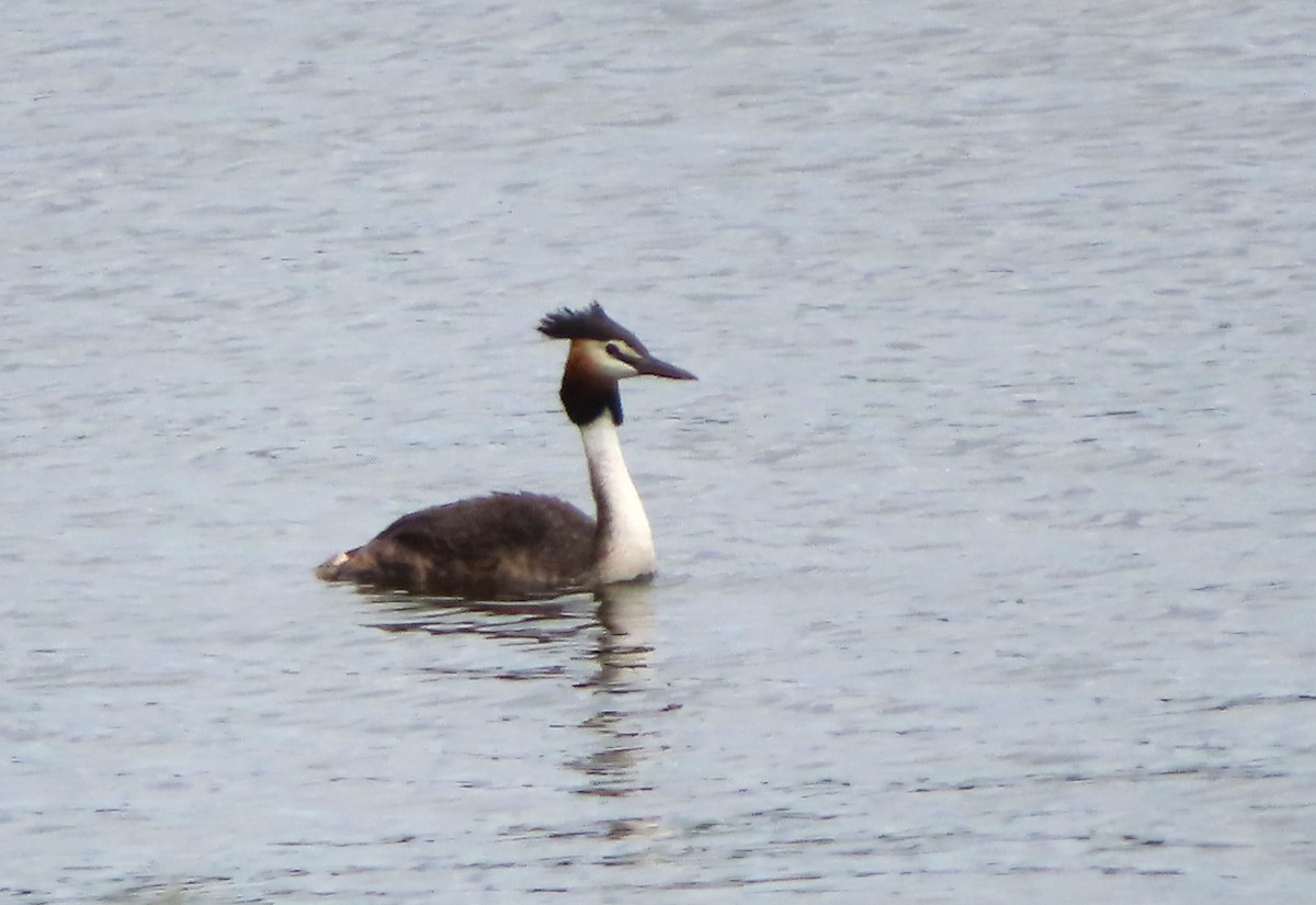 Great Crested Grebe - Paul Dobbie