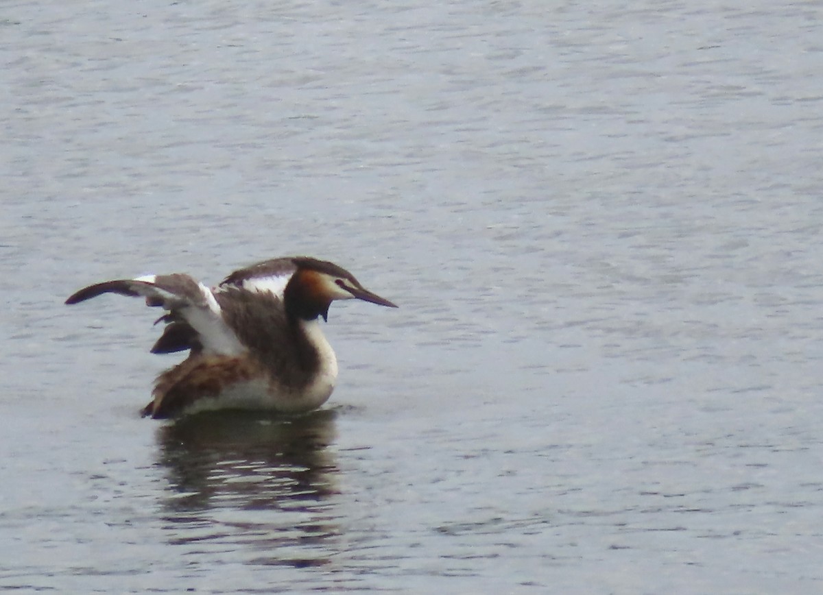 Great Crested Grebe - Paul Dobbie