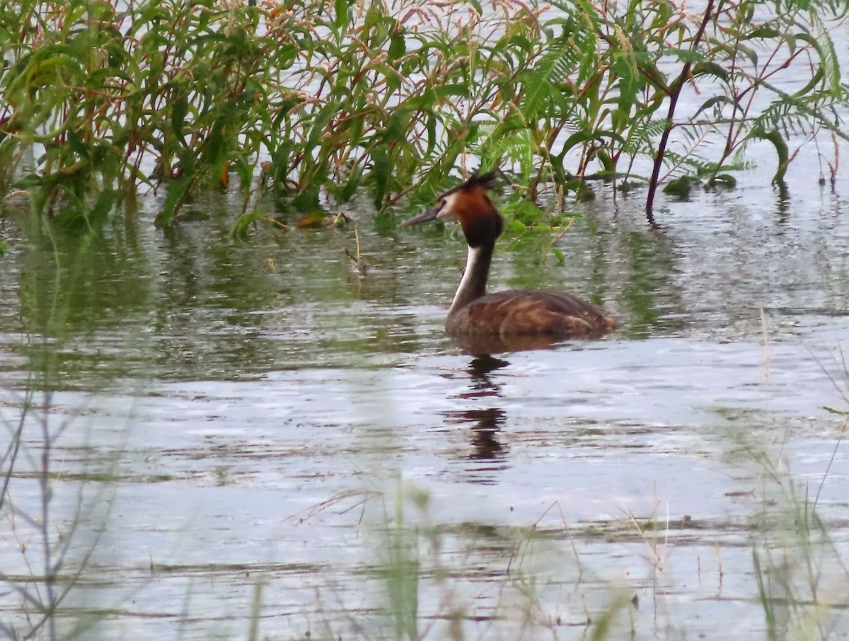 Great Crested Grebe - Paul Dobbie