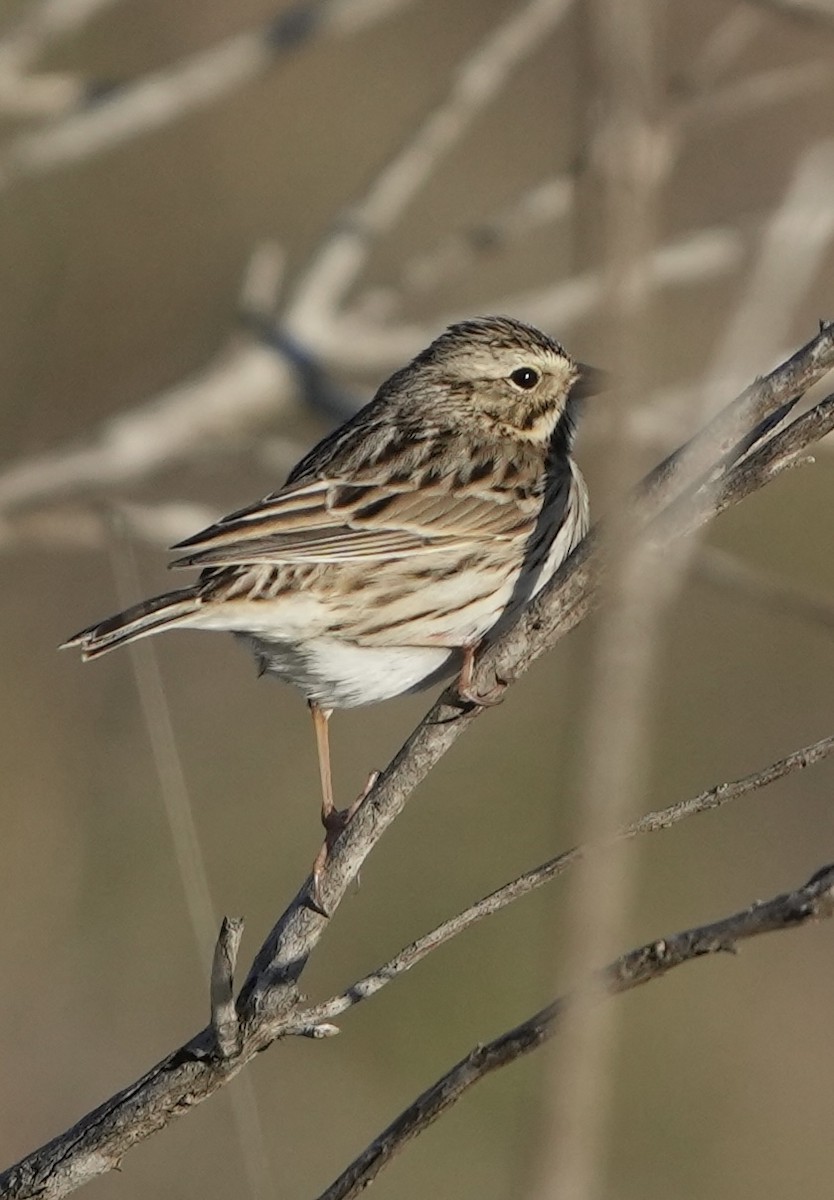 Savannah Sparrow - Pamela Viale