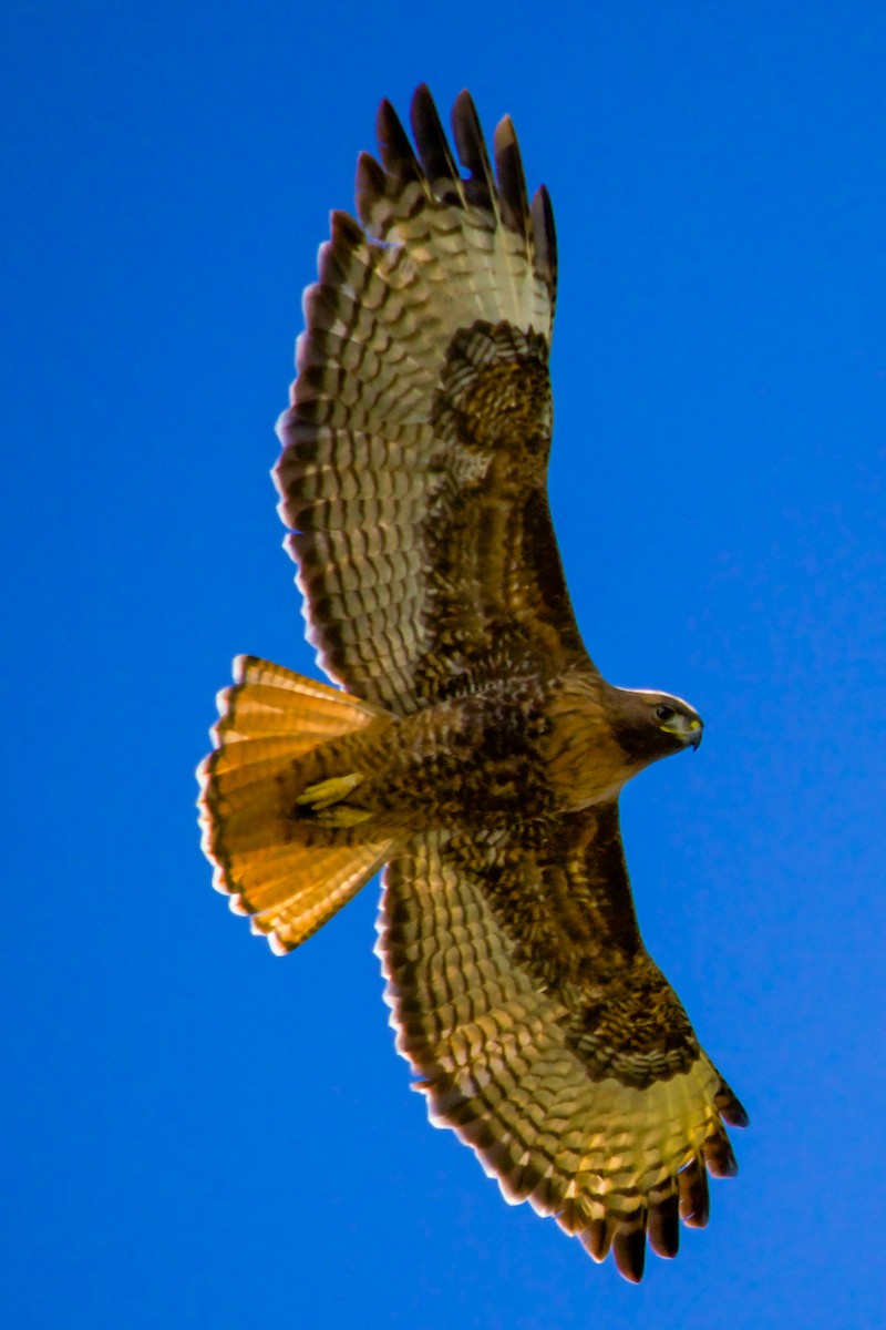 Red-tailed Hawk - Philip Fiorio