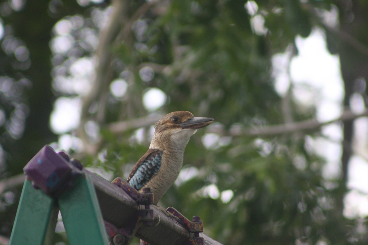 Blue-winged Kookaburra - Colton Tinkey