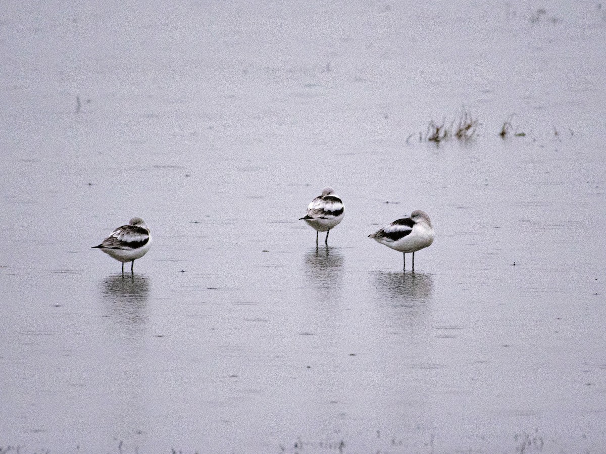 American Avocet - carol turnbull