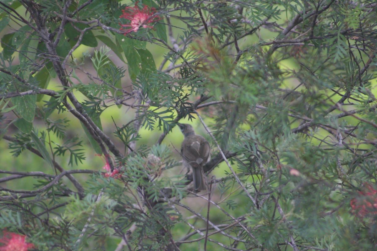 Little Friarbird - Colton Tinkey