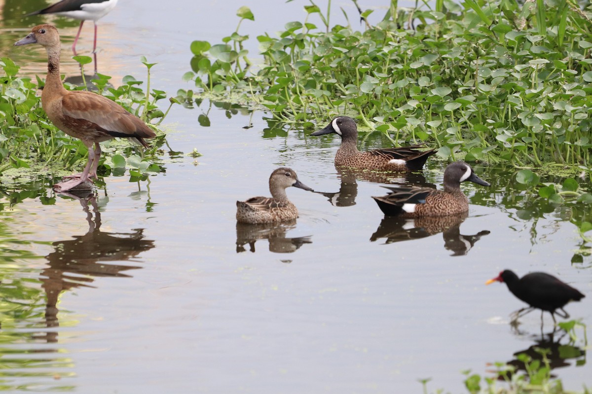 Blue-winged Teal - ML614677290