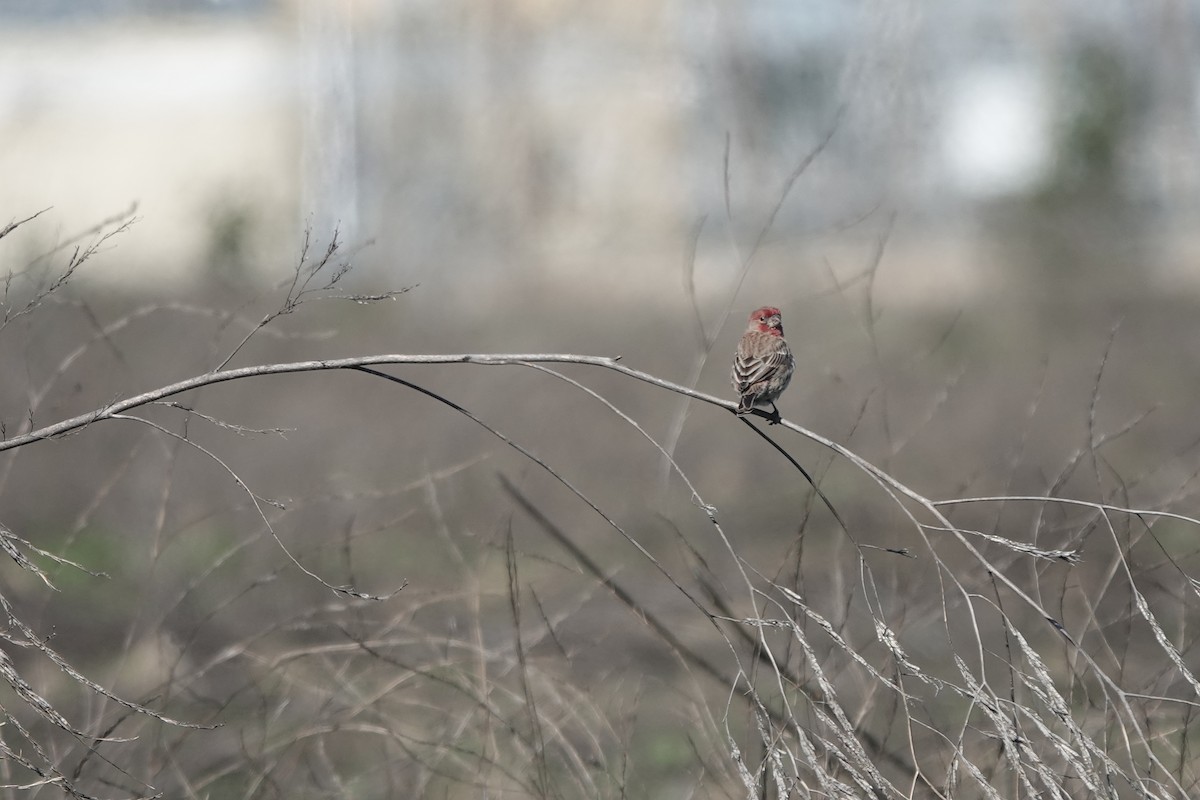 House Finch - Erica Rutherford/ John Colbert