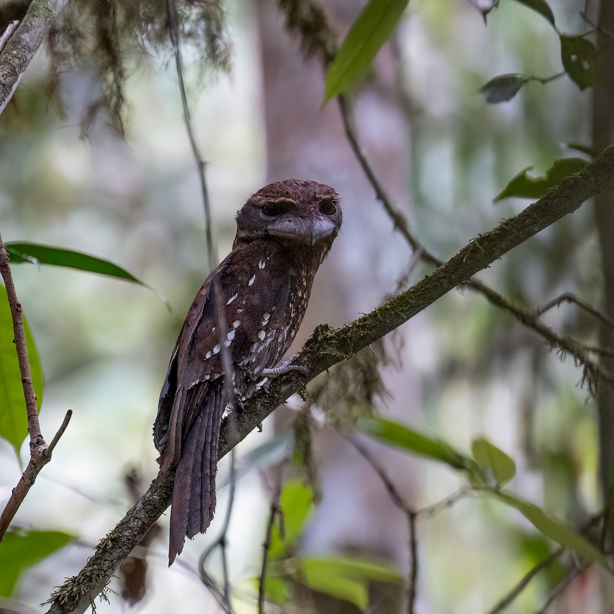 Marbled Frogmouth - ML614677462