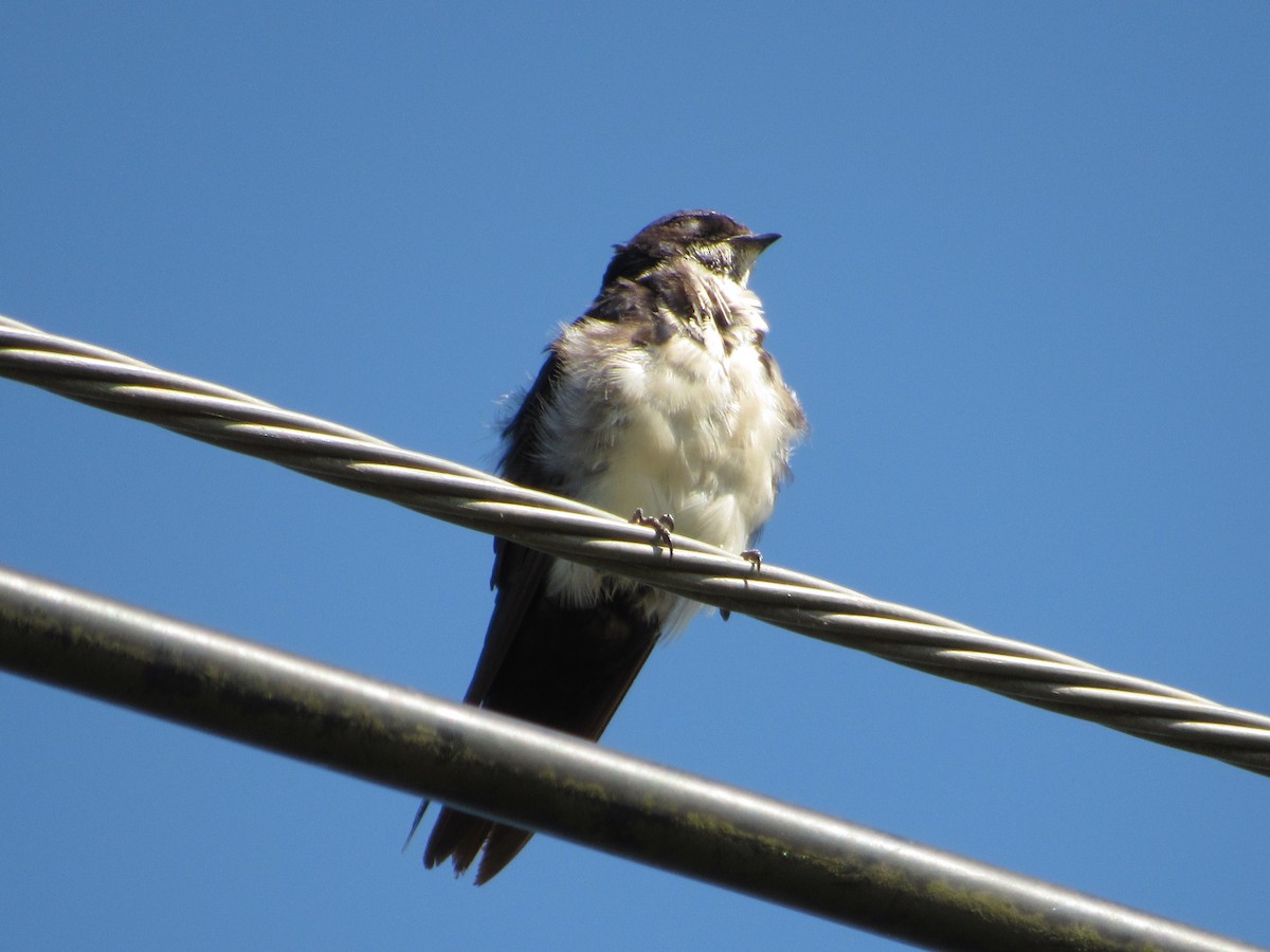 Blue-and-white Swallow - ML614677527