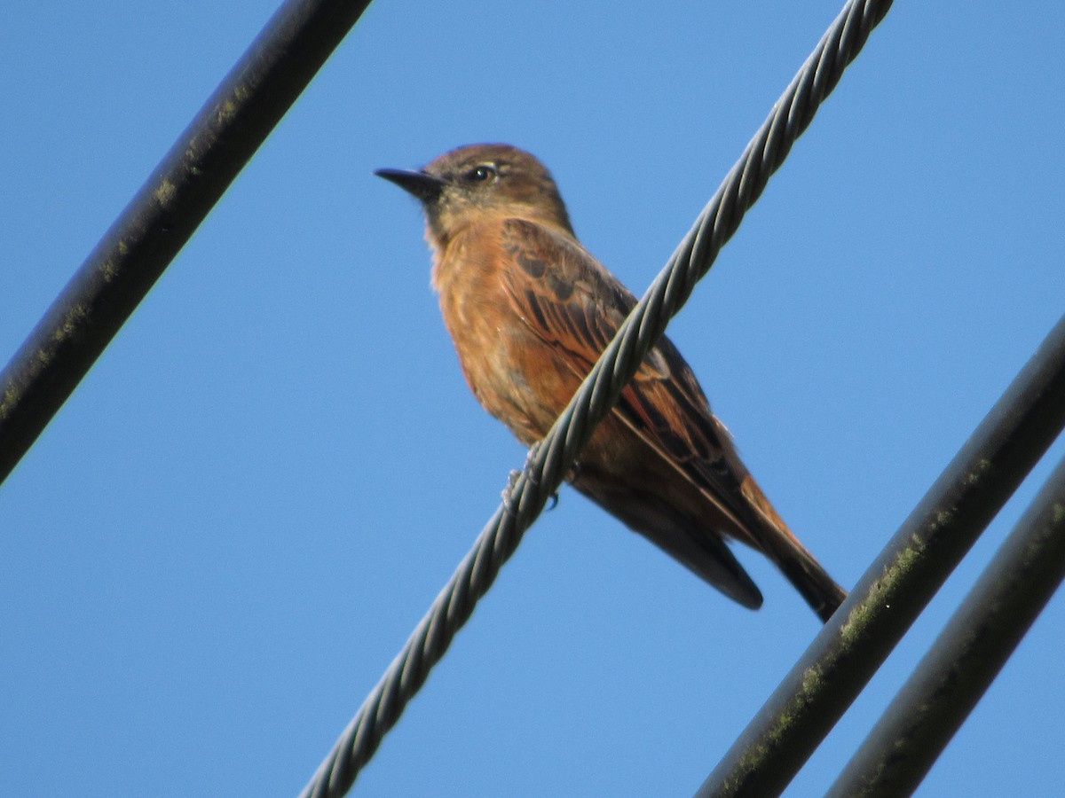 Cliff Flycatcher - ML614677604