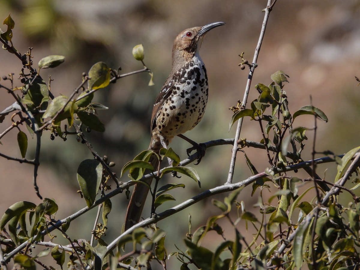 Ocellated Thrasher - ML614677616