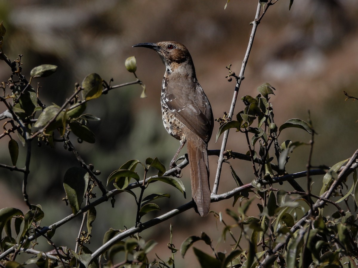 Ocellated Thrasher - ML614677617