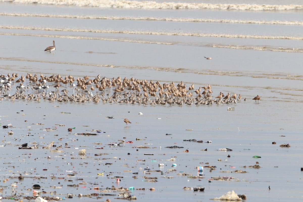 Marbled Godwit - ML614677624