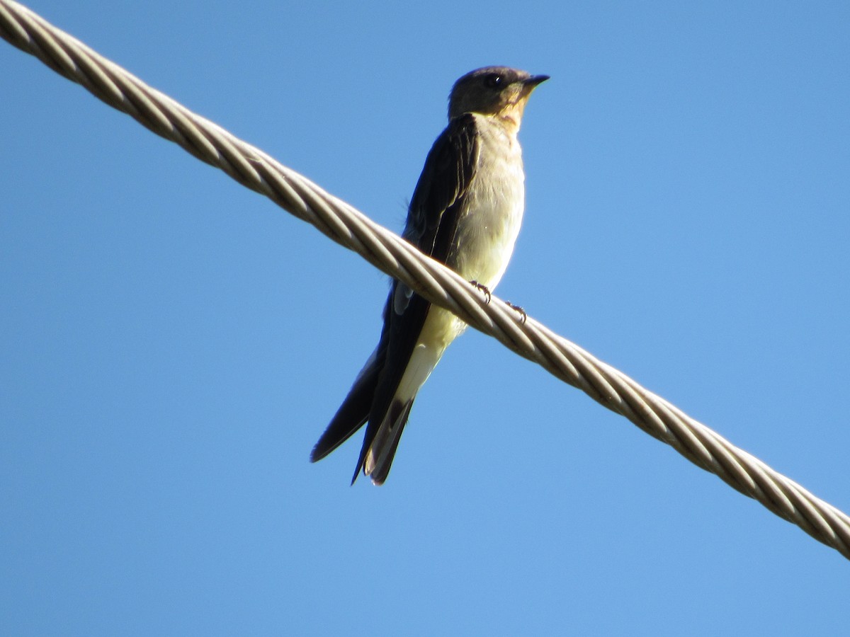 Southern Rough-winged Swallow - ML614677631