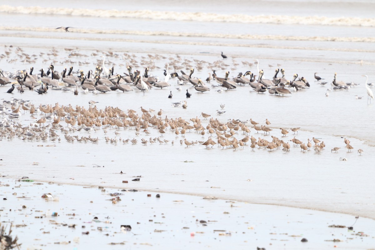 Marbled Godwit - ML614677639