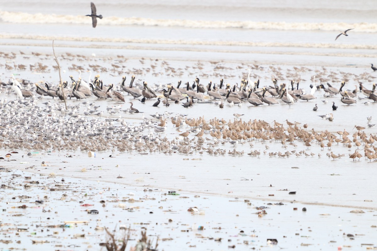 Marbled Godwit - ML614677640