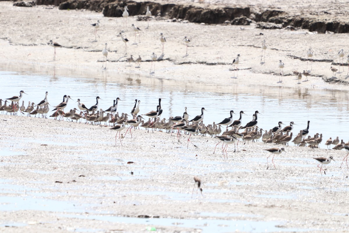 Short-billed Dowitcher - ML614677653