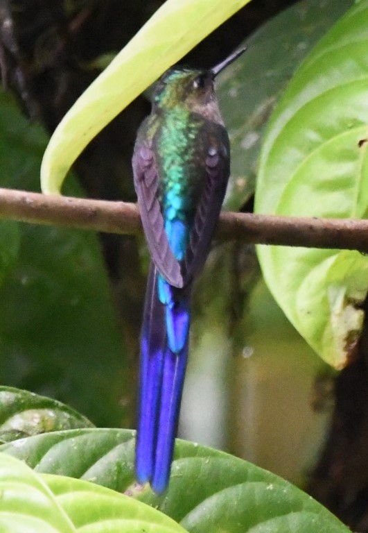 Violet-tailed Sylph - ML614677696