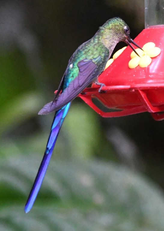 Violet-tailed Sylph - ML614677697