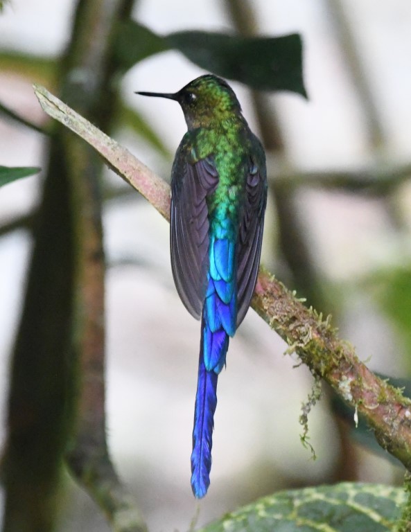 Violet-tailed Sylph - ML614677698