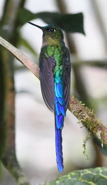 Violet-tailed Sylph - ML614677699