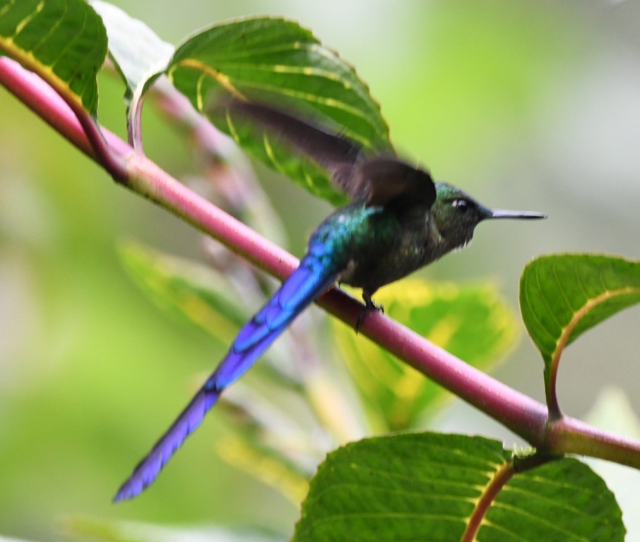 Violet-tailed Sylph - ML614677700